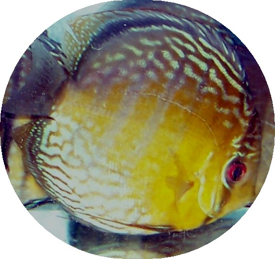 Wild Caught Royal Green Discus - 5-6 inches